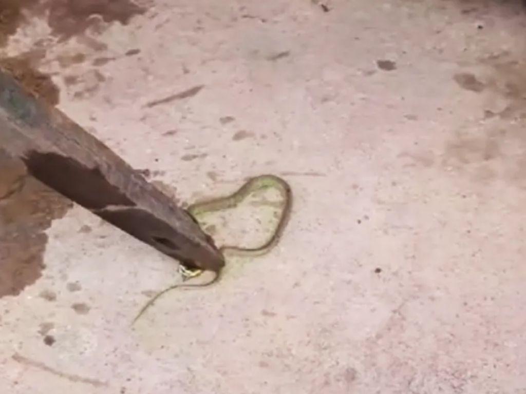 Cobra encontrada em bebedouro de escola após relatos de mal-estar de crianças