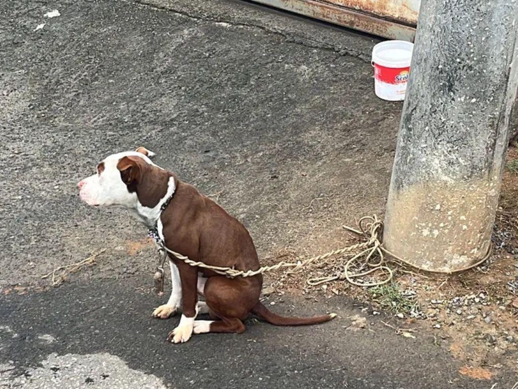Pitbull é amarrado em poste e abandonado em Juiz de Fora, causando preocupação na comunidade