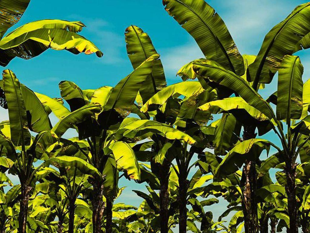 Tragédia em Jaíba: Casal é encontrado morto, esposa assassinada e marido enforcado