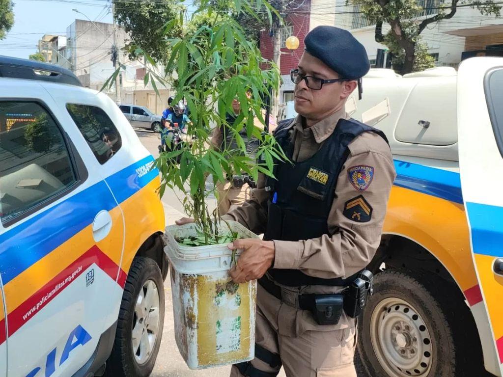 Prisão revela plantação ilegal de maconha e arsenal de munições em Turmalina